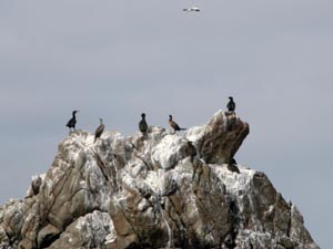 Des cormorans hupps.