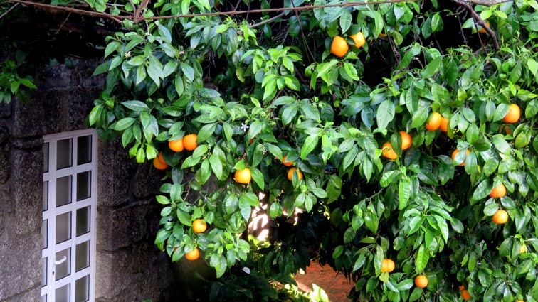 Un oranger à Soajo