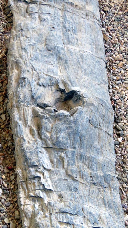 L'arbre fossile d'Igea