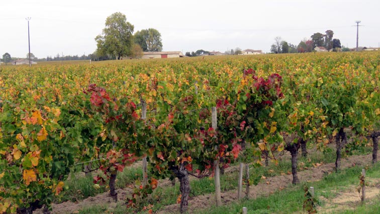Les vignes du Château Arnaud Jacquemau