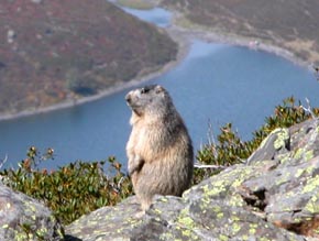 Marmotte devant le lac d'Isaby.