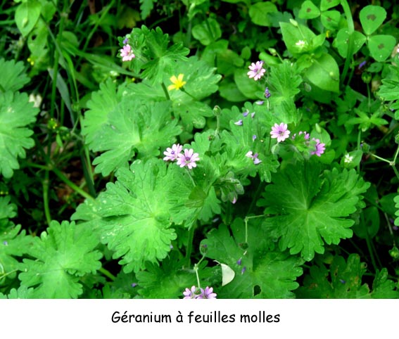 Géranium à feuilles molles