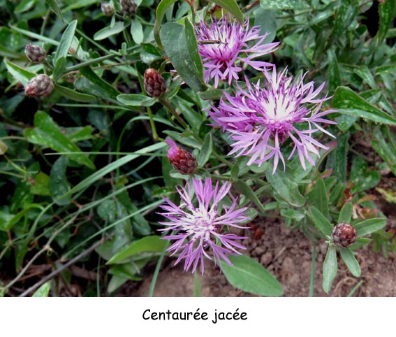 Centaurée jacée