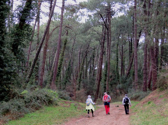 En forêt de Chiberta