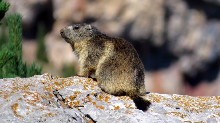 Marmotte 