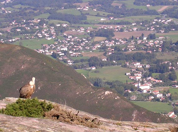 Le vautour semble observer le village d'Itxassou.