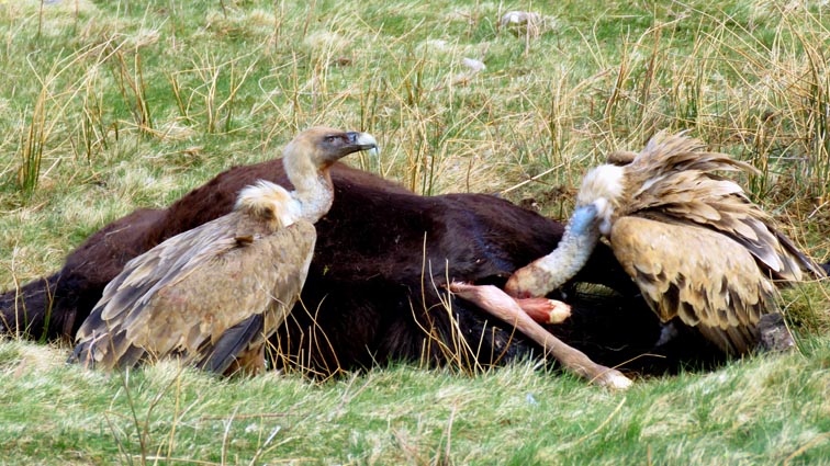 La tête du vautour est enfouie dans le corps de la mère