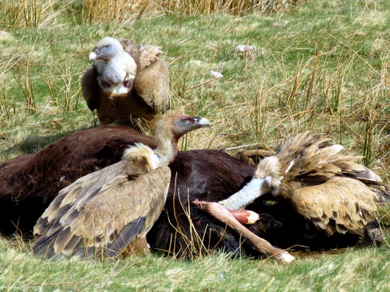 La tête du vautour de droite est enfouie dans le corps de la mère