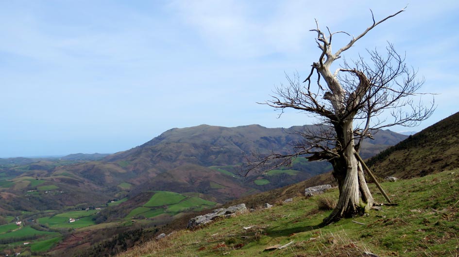 Un arbre mort isolé avec le massif du Baigura en arrière-plan