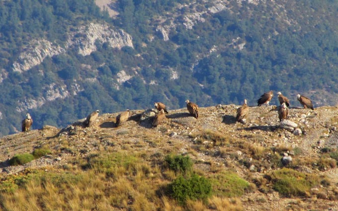 Une colonie de vautours est posée sur le point côté 1235m.
