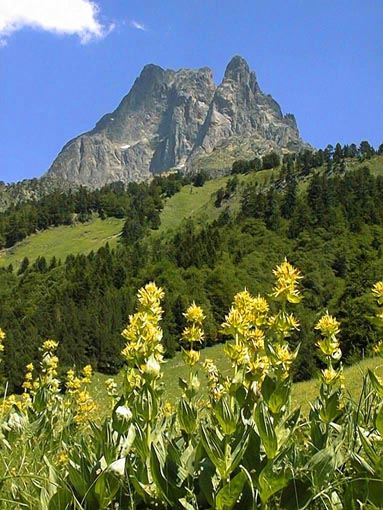 Le Pic du Midi d'Ossau et un massif de Gentianes jaunes.