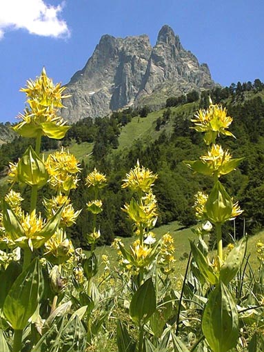 Le Pic du Midi d'Ossau et un massif de Gentianes jaunes.
