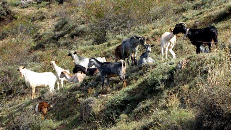 Un troupeau de chèvres