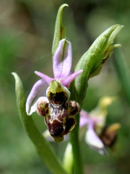 L'Ophrys bécasse