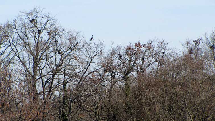 Cormorans nichant dans les arbres