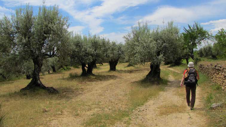 Nous prenons le chemin qui s'avance dans une plantation d'oliviers.