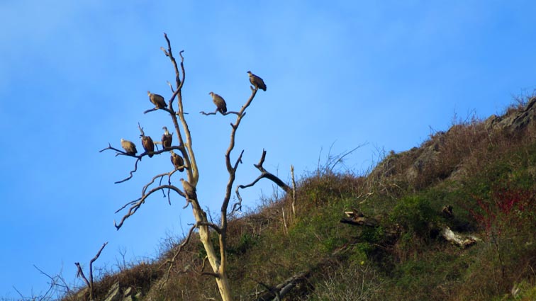 Plusieurs vautours étonnamment posés sur les branches un arbre mort...