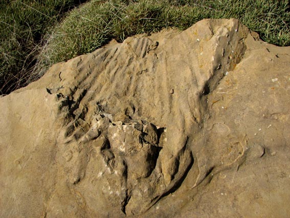 Une grosse pierre, au sommet de laquelle nous pensons voir un énorme fossile de coquillage...