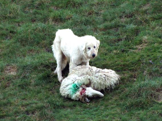 Un chien de berger tente de réconforter une brebis étrangement blessée au cou