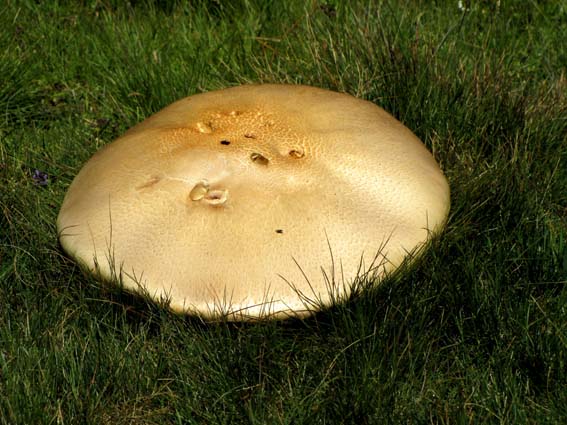 Nous trouvons des champignons d'une taille exceptionelle.