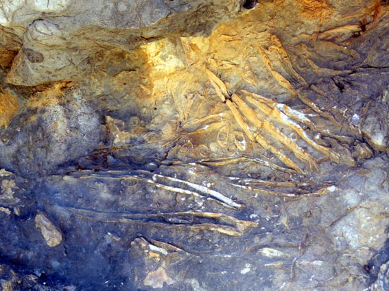 Fossiles de Condrodontos