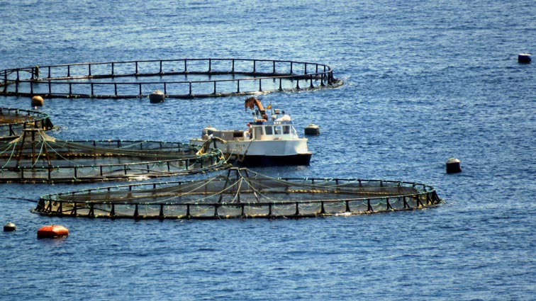 Une installation d'aquaculture se trouve dans l'axe du Peñon de Ifach...
