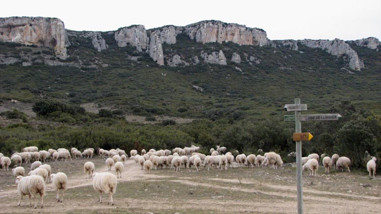 Nous croisons un troupeau de moutons qui laisse de la laine en abondance sur les buissons épineux.