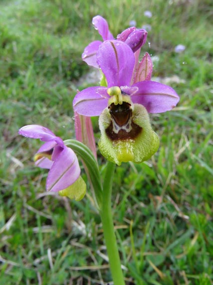 L'Ophrys guêpe - Ophrys à grandes fleurs