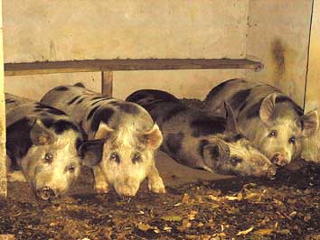 Quatre cochons se reposent dans un abri-bus