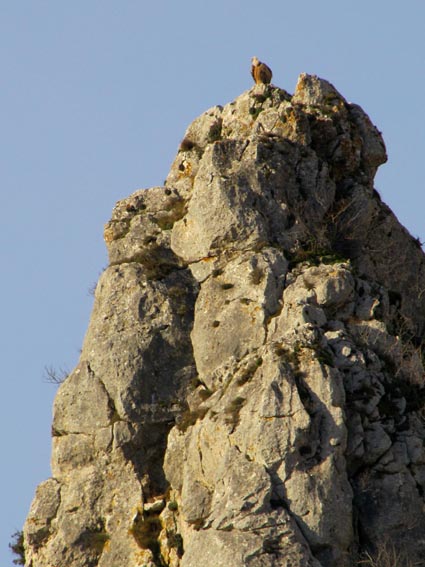 Un vautour, perché au sommet d'une aiguille nous observe...