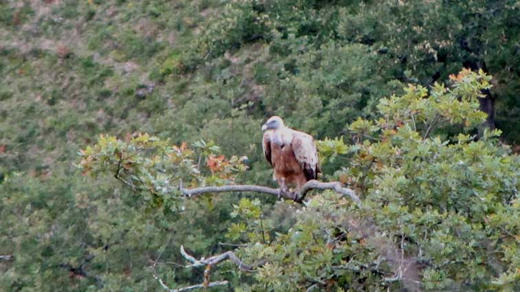 Nous sommes très étonnés de voir des vautours perchés à la cime des arbres...