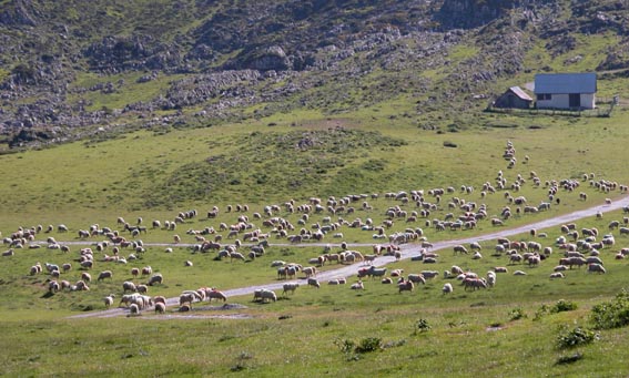 Un beau troupeau de mouton au plateau d'Errayzé.