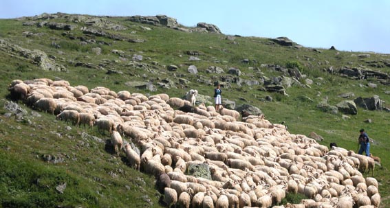 Les bergers sortent le troupeau.