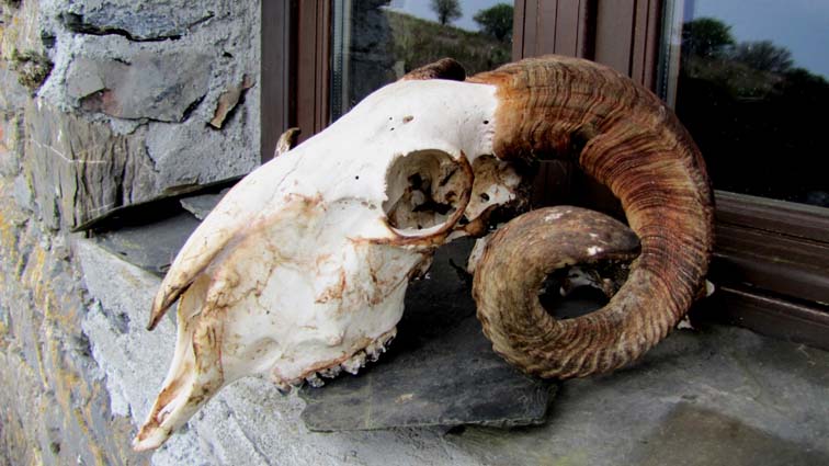 Un crâne de brebis est placé tel un trophée sur la fenêtre de la cabane des bergers