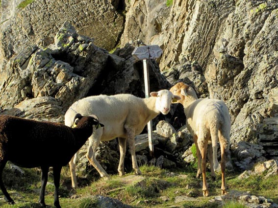 C’est un troupeau de brebis qui nous accueille au col de Faustin.