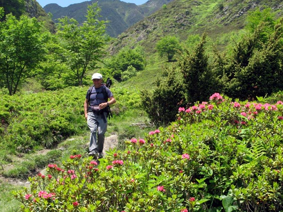 Jean Paul descend au milieu des Rhododendrons.