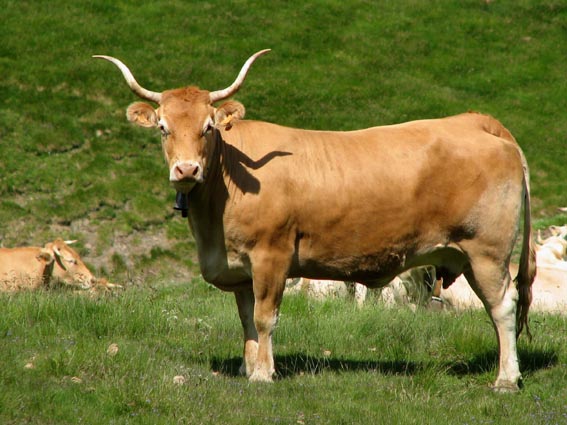 Vache aux cornes remarquables.