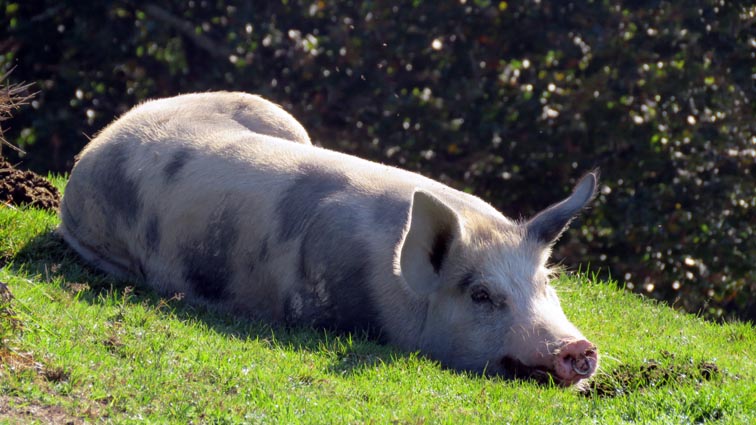 Porc basque