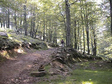 Cairn dans la forêt