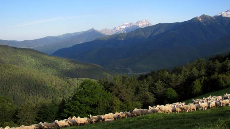 Le troupeau avec la Sierra de la Partacua en arrière-plan