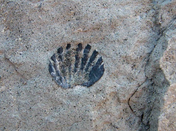 Coquillage fossile, incrusté dans les marnes.