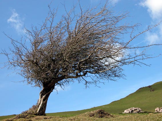 Magnifique arbre façonné par le vent.