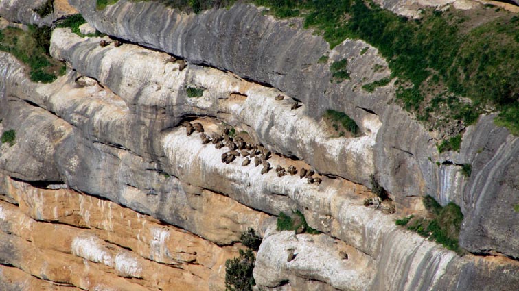 Une colonie de vautours, nichée sur une vire du versant Est de la Peña de San Miguel