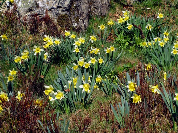 Narcisses bicolores.