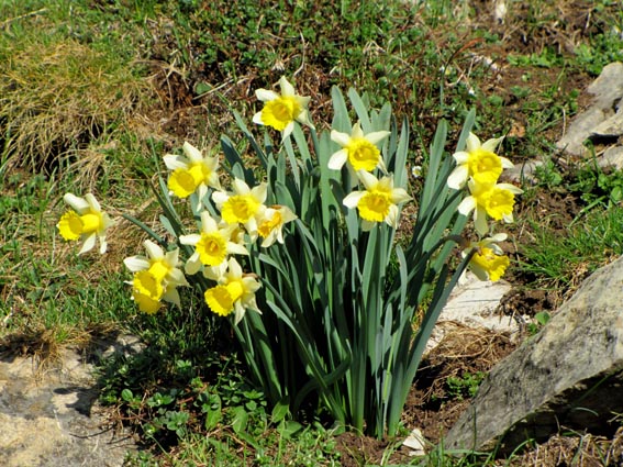 Un bouquet de Narcisses bicolores.