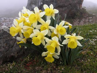 L'un des merveilleux bouquets de Narcisses bicolores.