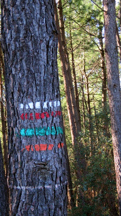 Le balisage multicolore peint sur un arbre nous indique que nous sommes sur un itinéraire... mais reste à savoir lequel !