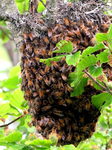 Essaim d'abeilles sauvages sur un arbre