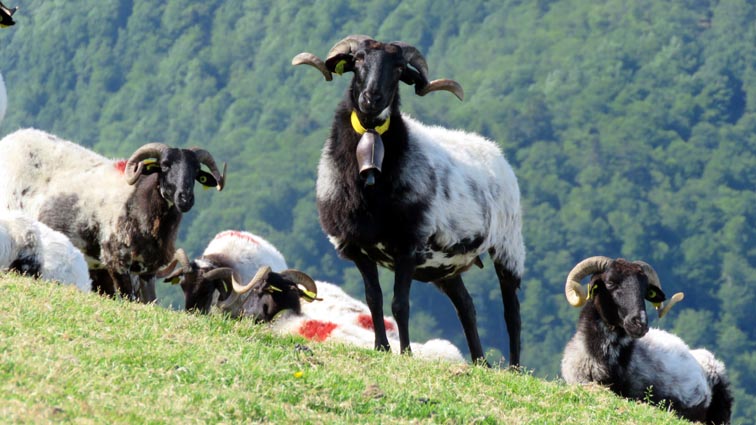 Un magnifique troupeau de brebis de race Manech à tête noire.