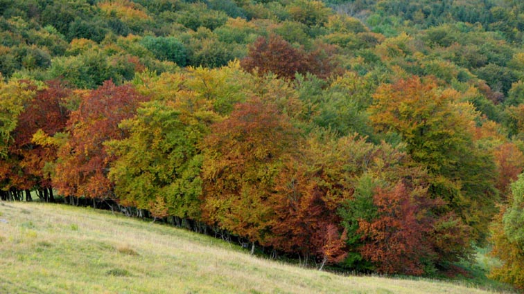 Les magnifiques couleurs d'automne de la forêt.